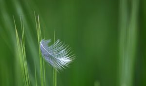 feather-1748900_640