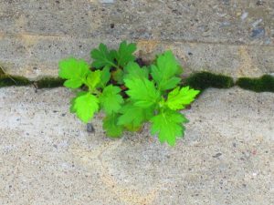 weed-1171471_640